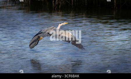 Heron grigio in volo sul lago Foto Stock