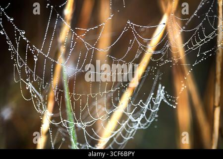 Spider Web con gocce di pioggia Foto Stock