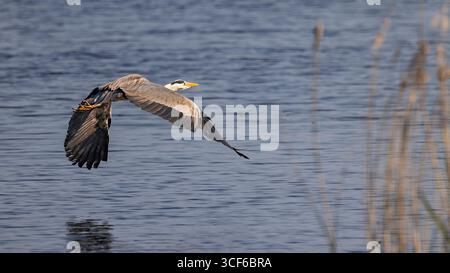 Heron grigio in volo sul lago Foto Stock