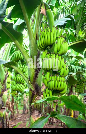 Ramo di banana cruda verde su giovani palme di banana contro la piantagione di banane. Produzione di banane nel giardino tropicale o in una fattoria rurale. Foto Stock