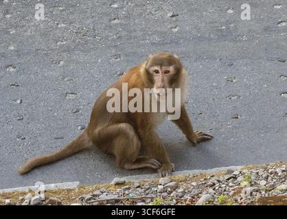 Maschio singolo Rhesus macaque (Macaca mulatta) scimmia a Darjeeling, India Foto Stock
