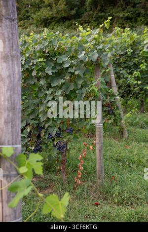 Vigneti di Roero in Italia Foto Stock