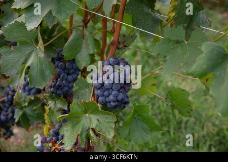 Uve rosse mature appese alle viti dei vigneti italiani Foto Stock