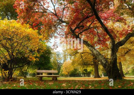 Bel posto tranquillo in un idilliaco parco colorato in autunno, con una panchina vuota sotto un bellissimo albero con foglie rosse Foto Stock
