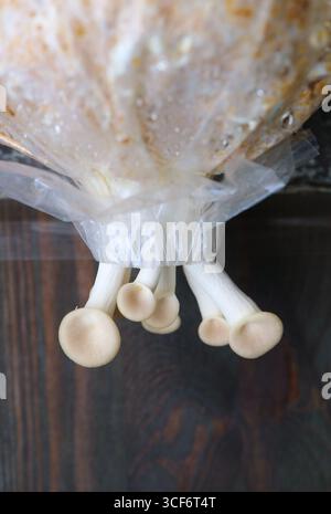 Baby Oyster funghi del primo Flush crescente fuori di sacchi di spawn Foto Stock
