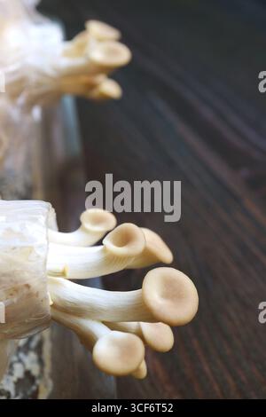 Primo piano di funghi di ostriche immature o Pleurotus Pulmonarius Foto Stock