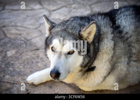 Un cane grande con colletto nero si appoggia a terra. Il cane ha una faccia bianca e un naso nero il cane è un Malamute dell'Alaska Foto Stock