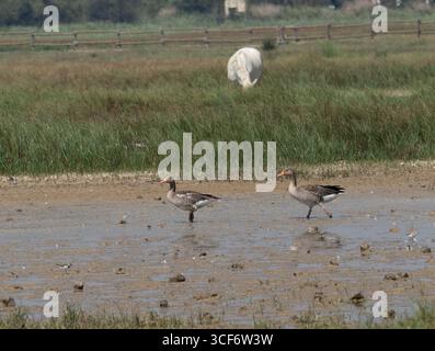 Due Common Goose camminano attraverso una zona umida alla ricerca di cibo mentre un cavallo bianco pascolano sullo sfondo. Foto Stock