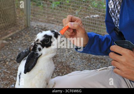 Adorabile coniglio Rex bianco e nero che viene Fed with Carrot Foto Stock