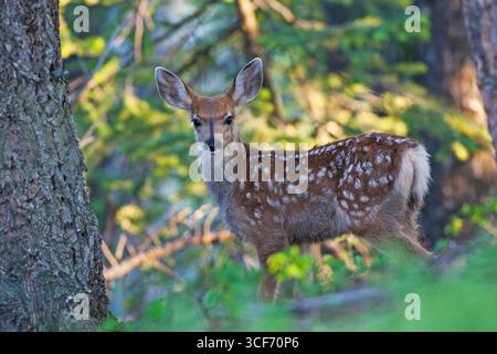 Cervo mulo Odocvoileus hemionus polpaccio Signal Mountain Grand Teton National Park Wyoming USA giugno 2015 Foto Stock