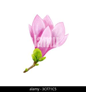 Fiore di magnolia rosa su un ramo marrone con piccole foglie verdi. Delicato acquerello in stile botanico. Fiore realistico disegnato a mano Foto Stock