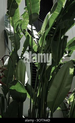 Vera fotografia organica scattata in verde tropicale con piante di foglie di palma di banana e stile di vita urbano moderno Foto Stock