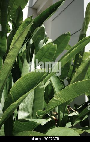 Foto organica reale scattata naturale tropicale verde pianta di palme di banana edificio urbano estetica di stile di vita Foto Stock