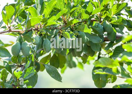 Prugne appese al ramo dell'albero, prugne verdi che crescono. Ramo di prugna verde non maturo. Sfondo verde naturale con frutta. Coltivazione di prugne, frutta giovane Foto Stock