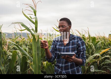 Agricoltrice afroamericana che ispeziona le colture di mais utilizzando un tablet digitale Foto Stock