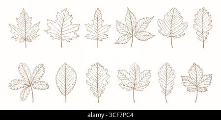 Foglie autunnali. Set di schizzi botanici vintage Leaves. Line art eleganti foglie per inviti di nozze. Collezione di foglie incise disegnate a mano Illustrazione Vettoriale