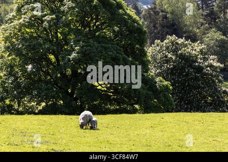una pecora e il suo agnello pascolano in un campo al sole primaverile con alberi alle spalle Foto Stock