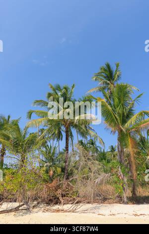Alte palme ondeggiano nella brezza dolce su una splendida spiaggia in Thailandia, sotto un cielo blu brillante. La vibrante vegetazione crea un tranquillo e tropicale Foto Stock