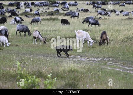 Gregge di pecore con cane da pastore, Renania settentrionale-Vestfalia, Germania Foto Stock