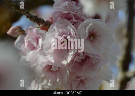 I ciliegi giapponesi fioriscono da vicino. Foto Stock