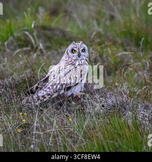 Gufo dalle orecchie corte Asio flammeus che riposa in prateria nella zona settentrionale di Uist, ebridi esterne, Scozia, Regno Unito, con erica e bokeh d'erba sullo sfondo che guarda verso Foto Stock