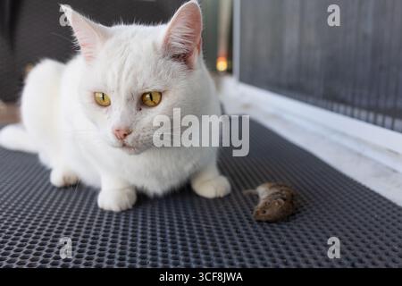 Un gatto bianco con gli occhi gialli colpisce un piccolo topo che si trova su un tappeto testurizzato. L'ambiente sembra essere un'area all'aperto, probabilmente durante il giorno, creando una dinamica interessante. Foto Stock