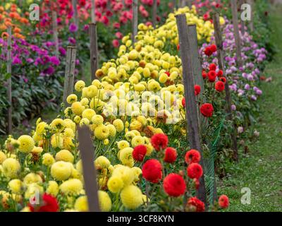 File di dalie colorate di pompon che crescono nei campi di fiori "Pick Your Own" presso i Priory Gardens, Guisborough, North Yorkshire, Regno Unito. Foto Stock