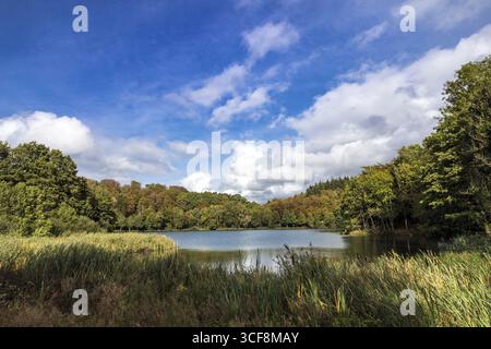 Holzmaar nell'Eifel vulcanica, quasi completamente circondato da foreste, Maare, Maar, lago, riserva naturale, Gillenfeld, Renania-Palatinato, Germania Foto Stock