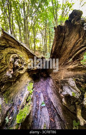 Vista ad angolo basso di un tronco di albero in decadenza sul fondo della foresta, con muschio che cresce sulla sua superficie e la luce del sole che filtra attraverso gli alberi Foto Stock
