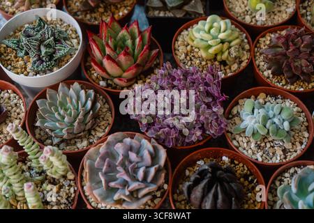 Un variegato gruppo di diversi tipi di piante colorate e succulente coltivate in vasi Foto Stock