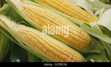 Primo piano di testate di mais mature con fruste di mais. Background alimentare. Foto Stock