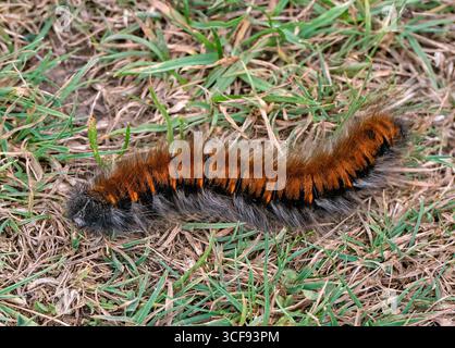 Fox Moth caterpillar. Stockbridge Down, Stockbridge, Hampshire, Inghilterra. Foto Stock