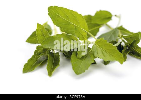 Foglie di basilico sante verde fresco su fondo bianco erbe aromatiche utilizzate per cucinare ingredienti sani biologico naturale e vivace primo piano isolato Foto Stock