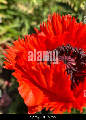 Macro shot di fiore di papavero in piena fioritura, che mostra dettagli intricati di petali, polline e stallo. Perfetto per temi legati alla botanica e al giardino Foto Stock