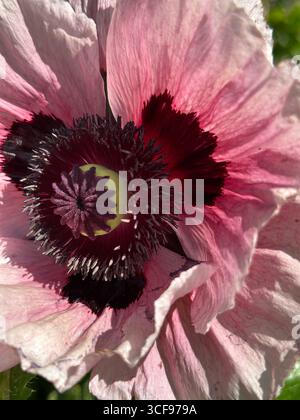 Macro shot di fiore di papavero in piena fioritura, che mostra dettagli intricati di petali, polline e stallo. Perfetto per temi legati alla botanica e al giardino Foto Stock
