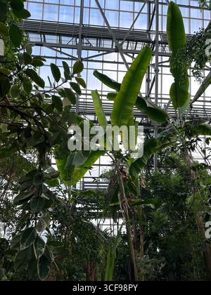 Lussureggianti piante tropicali con grandi foglie di banana che crescono all'interno di una serra con tetto in vetro e struttura in acciaio. Adatto per temi legati alla botanica Foto Stock