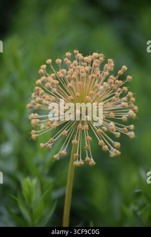 Una testa di seme di allio ornamentale essiccata perfettamente sferica su uno sfondo sfocato di campo verde scuro Foto Stock