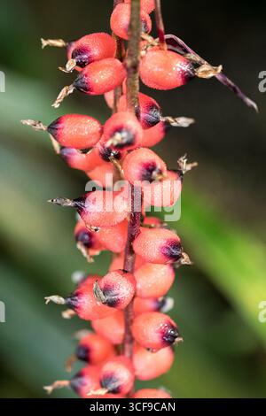 Aechmea warasii. Foto Stock