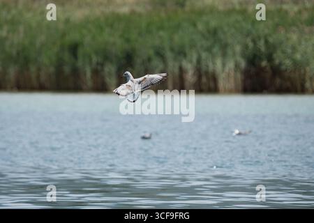 Gabbiano in volo sul lago con ali spalmate. Foto Stock