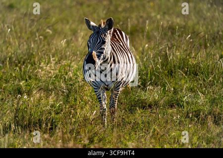 Plains zebra in erba alta, Parco Nazionale di Nairobi, Kenya Foto Stock