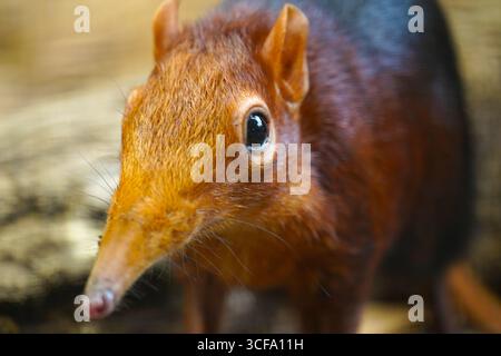 Primo piano di ribes di elefante nero e ruvido rhynchocyon petersi con naso lungo occhi grandi e pelliccia morbida Foto Stock