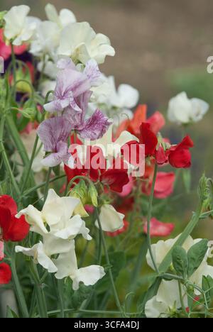 Un giardino presenta una gamma di colorati piselli dolci, con sfumature di rosso, bianco e viola. I fiori fioriscono nella calda luce solare estiva. Foto Stock