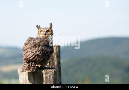 Il gufo della grande aquila cornea, la fauna selvatica, l'uccello raptore su Un tronco d'albero, l'habitat, la foresta e il paesaggio dei prati Foto Stock