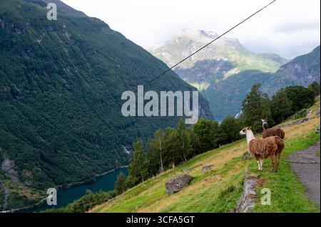 Lamas pascolano sulle montagne, Geiranger Fjord, Norvegia Foto Stock