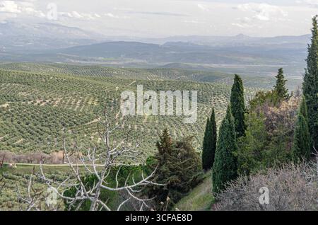 Vista degli oliveti intorno alla città di Ubeda, provincia di Jaen, Andalusia, nella Spagna meridionale, un'area conosciuta come il "mare delle olive", vanta la più grande Foto Stock
