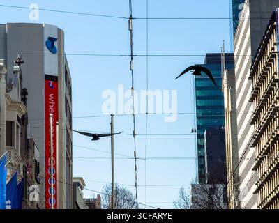 Due piccioni che volano attraverso una trafficata strada della città di Melbourne con edifici, fili e cielo azzurro sullo sfondo. Foto Stock