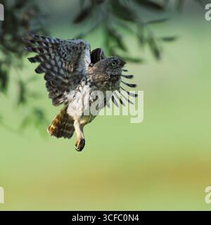 DATA DI REGISTRAZIONE NON INDICATA im Flug... Steinkauz Athene noctua , noch junge Eule, junger Kauz fliegtr zielorientiert einen Baum, eine Sitzwarte an, Wildlife, heimische Natur *** Gufo piccolo / Gufo Minervas Athene noctua, giovane, giovane, giovane, giovane, volando su un salice pollard, fauna selvatica, Europa. Nordrhein-Westfalen, Rheinland Deutschland, Westeuropa Foto Stock