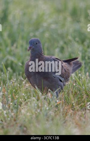 Young Wood Pigeon (palumbus Columba) cammina attraverso l'erba umida di rugiada, alla ricerca di cibo, fauna selvatica, Europa. Foto Stock