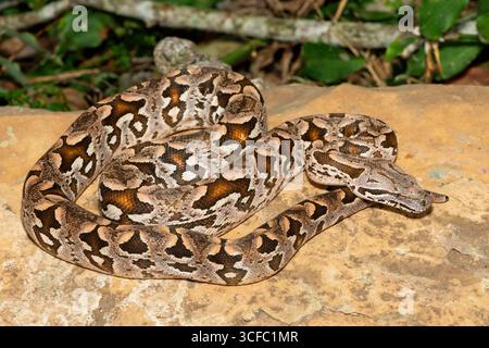 Un bellissimo boa di Dumeril (Acrantophis dumerili), avvolto su una grande roccia. Un serpente non velenoso endemico del Madagascar Foto Stock
