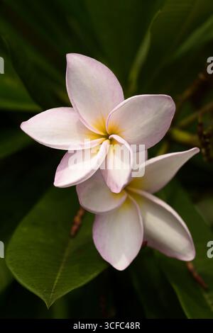 Un singolo fiore bianco, rosa e giallo Plumeria Rubra o Frangipani incorniciato in foglie alla luce soffusa del sole Foto Stock
